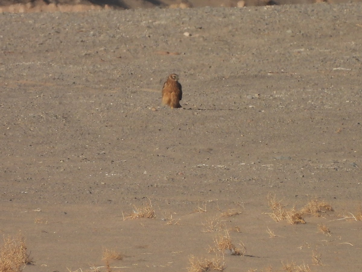 Kornweihe - ML644791059