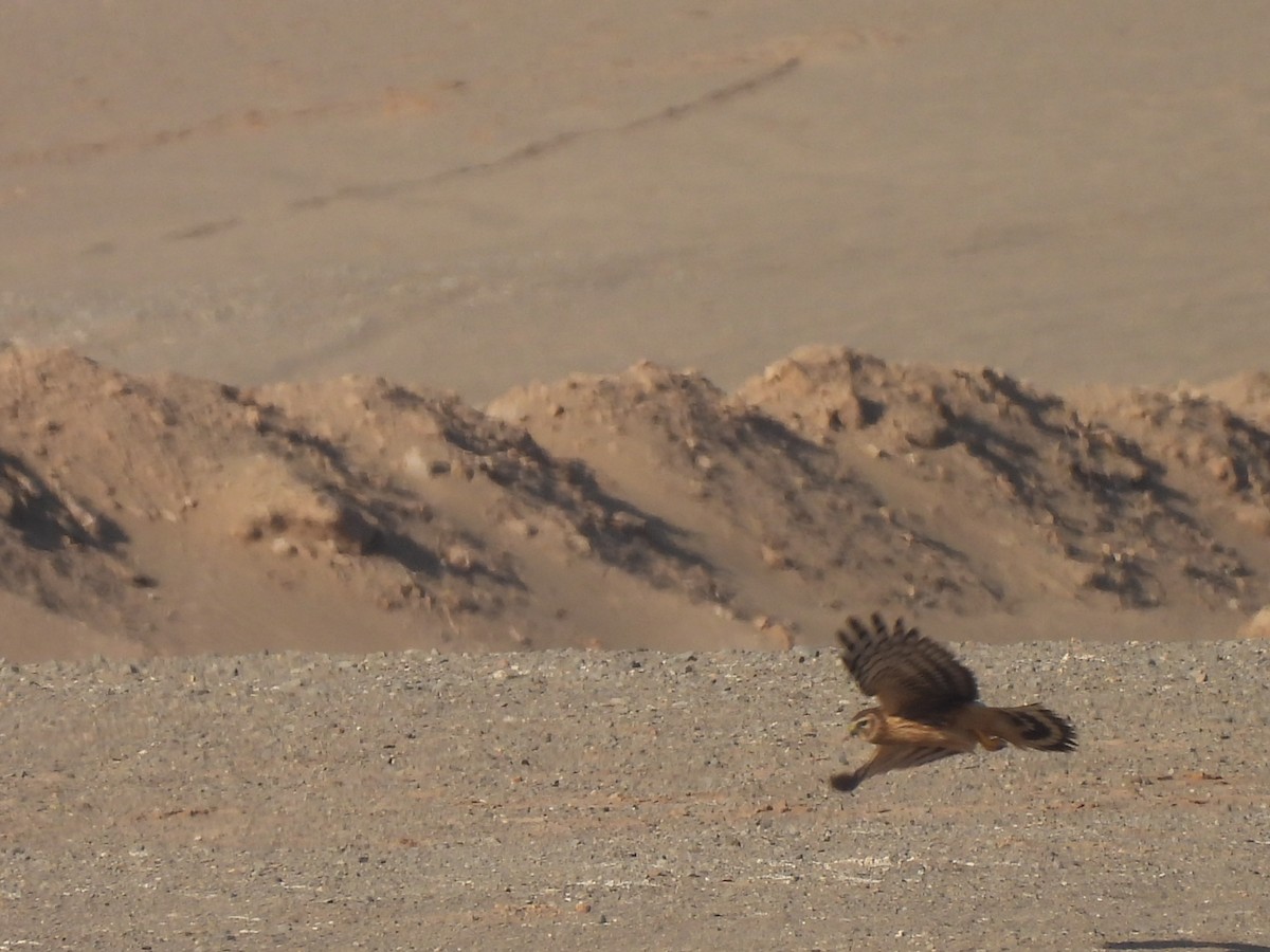 Kornweihe - ML644791060