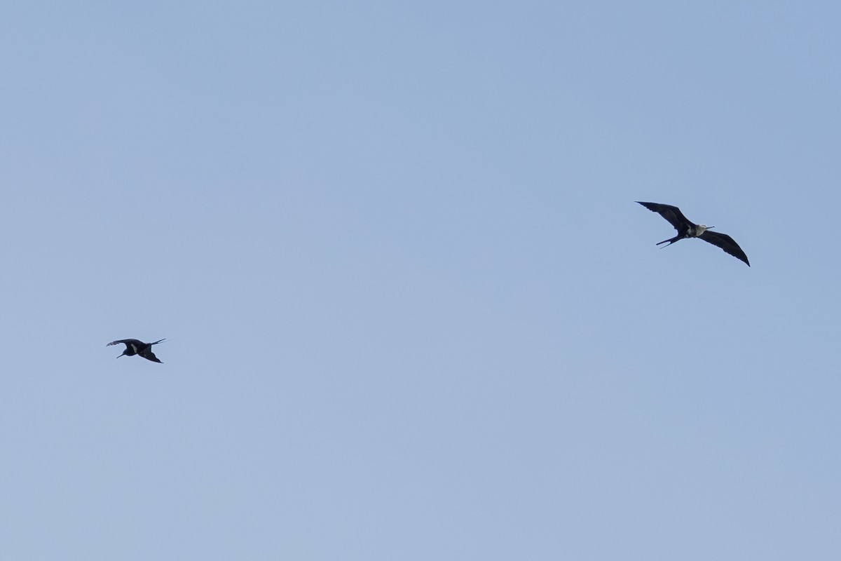 fregatka malá - ML644791061