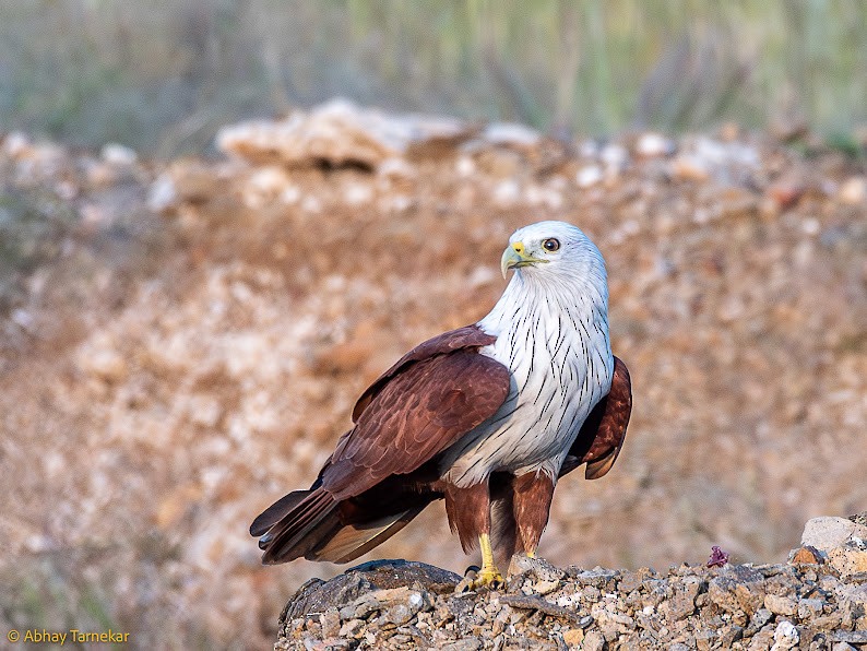 luňák bělohlavý - ML644791062