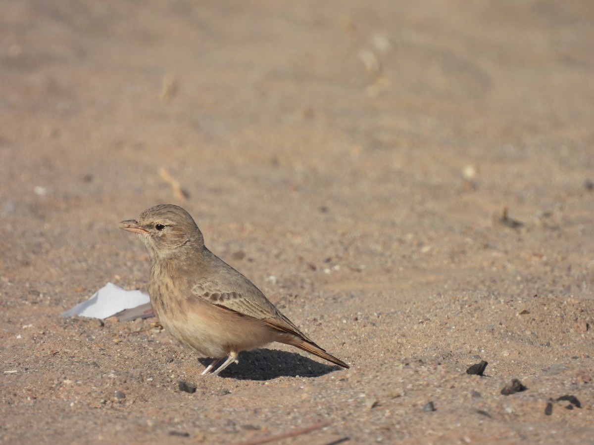 Sandlerche - ML644791064