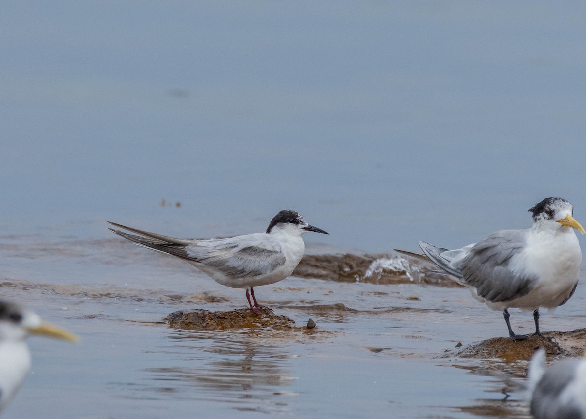 Sterna comune - ML644791070