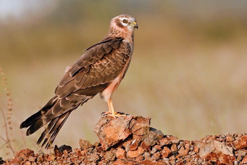 Pallid Harrier - ML644791071