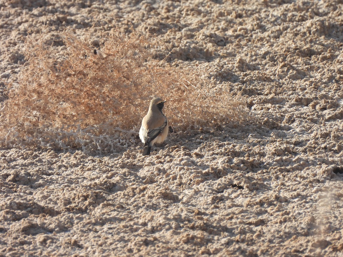 Wüstensteinschmätzer - ML644791072