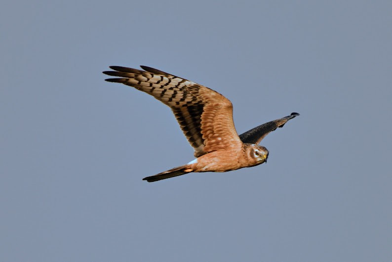Pallid Harrier - ML644791074