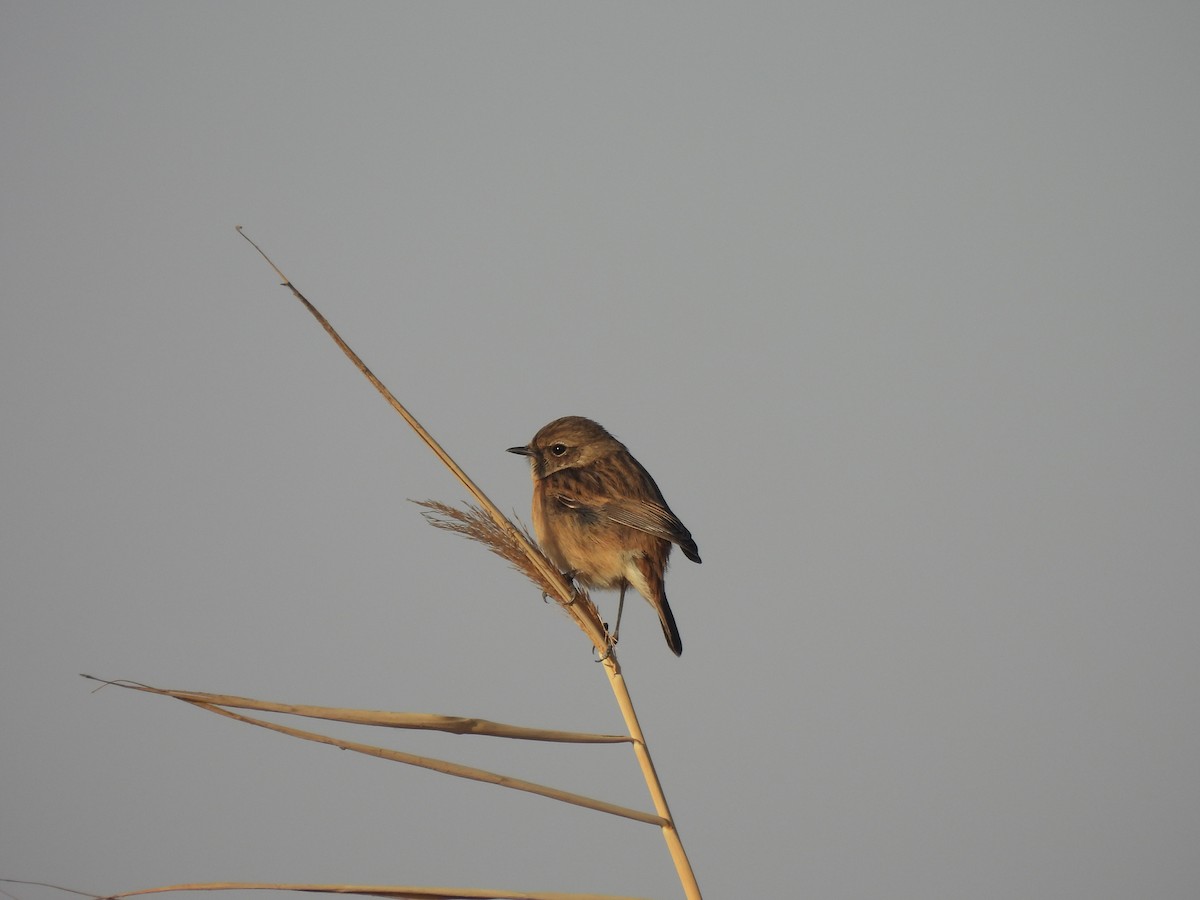 Schwarzkehlchen - ML644791076