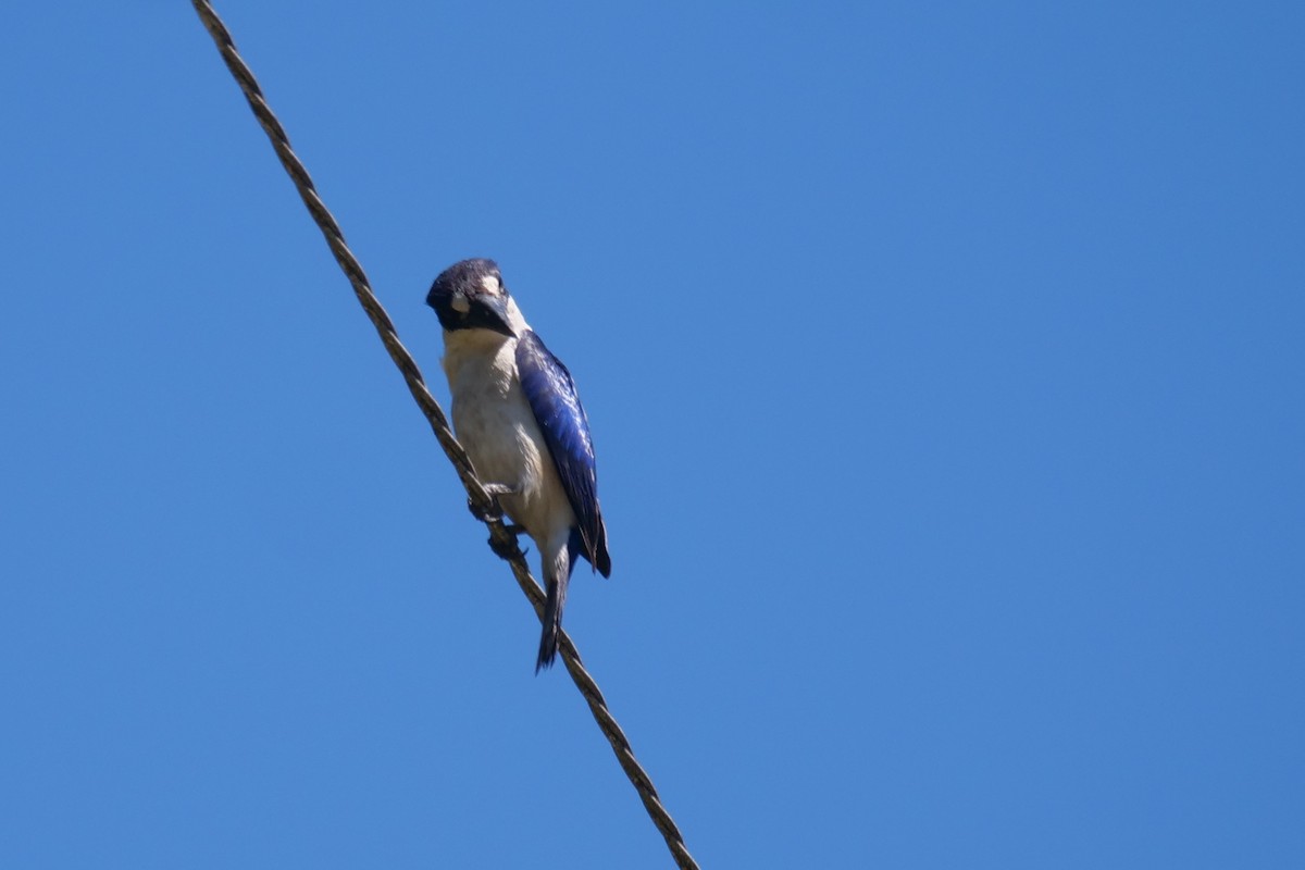 Forest Kingfisher - ML644791085