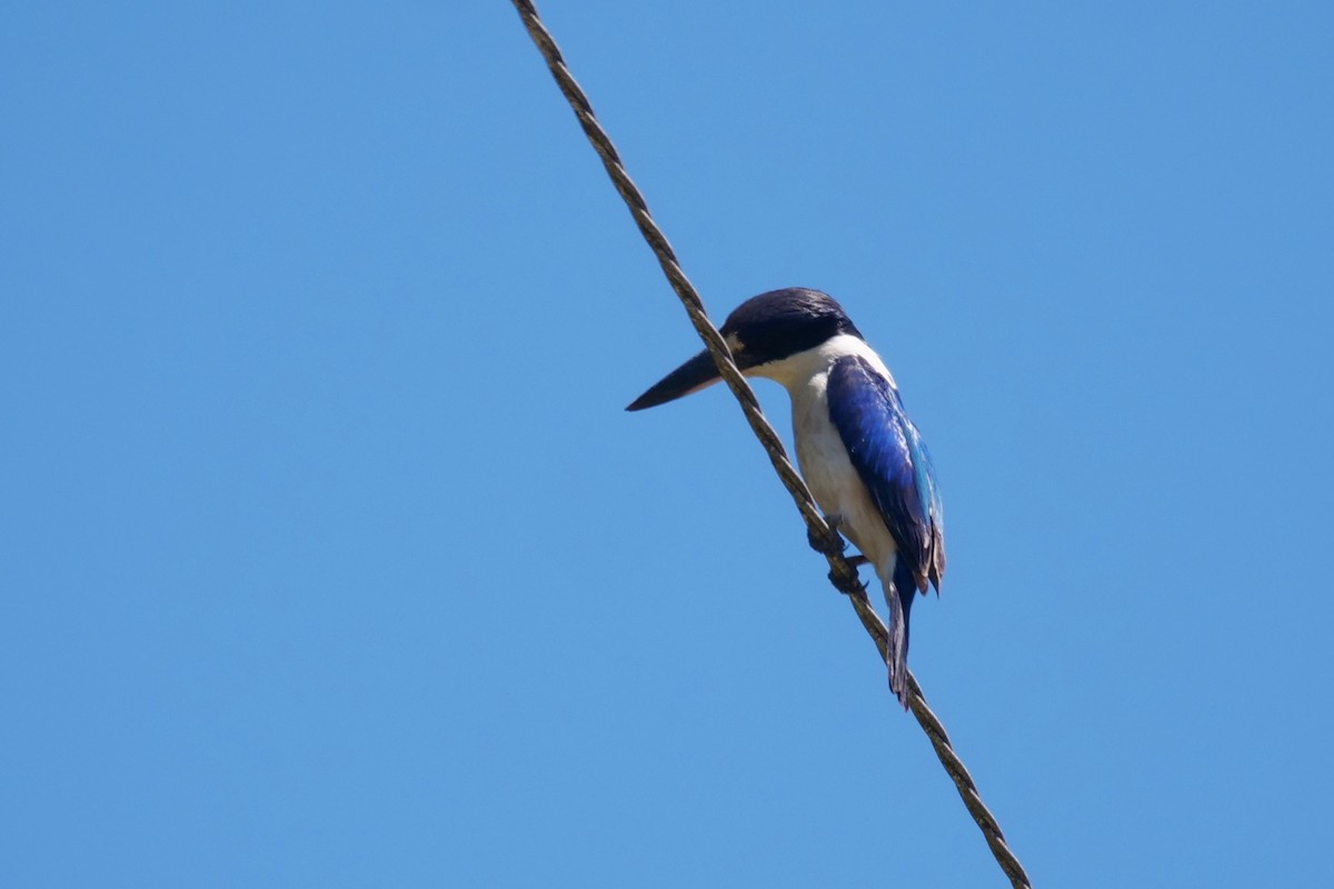Forest Kingfisher - ML644791087
