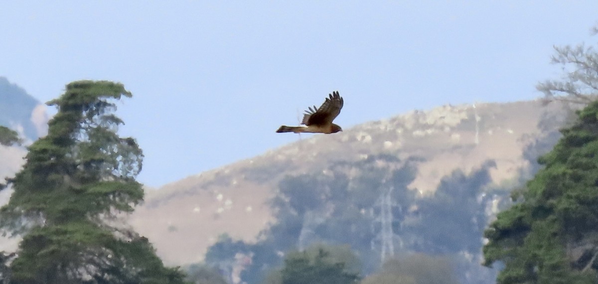 Northern Harrier - ML644791090
