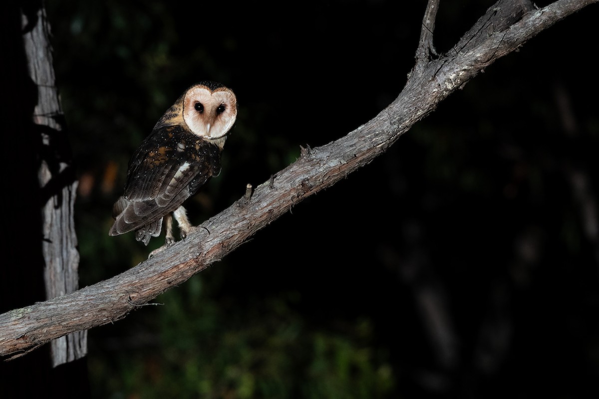 Australian Masked-Owl - ML644791107