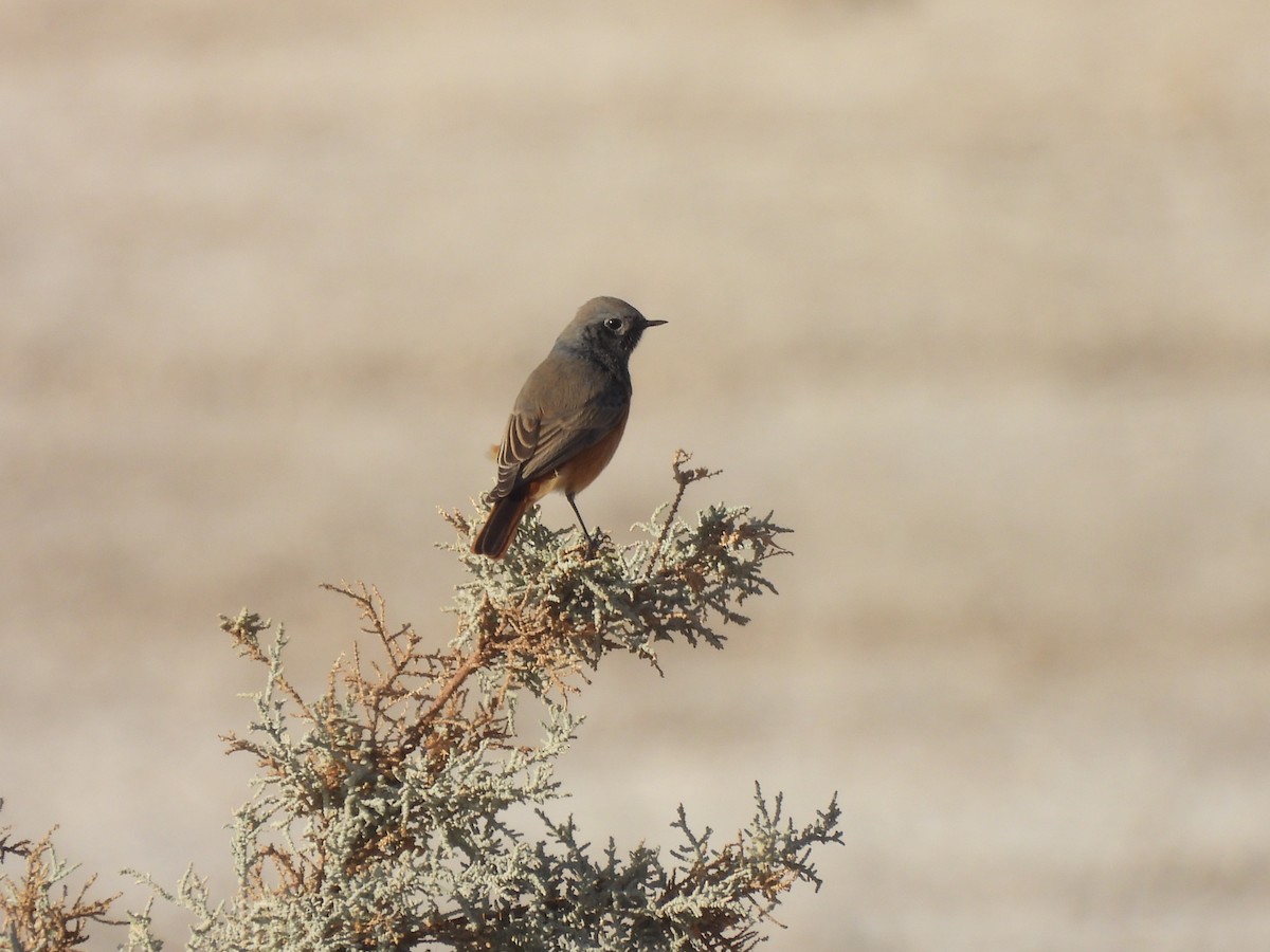 Hausrotschwanz - ML644791108