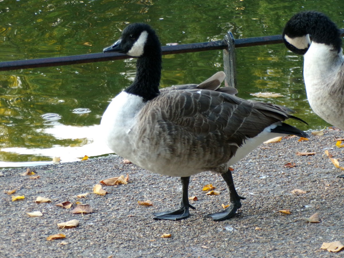 Branta kanadar handia - ML644791109