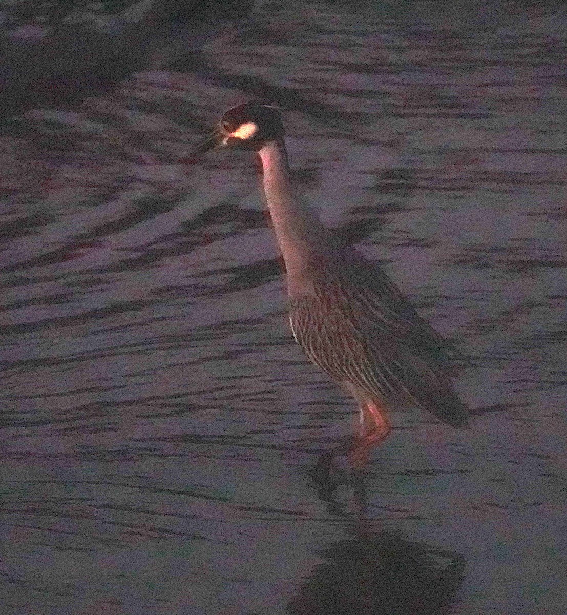 Sarı Tepeli Gece Balıkçılı - ML644791139