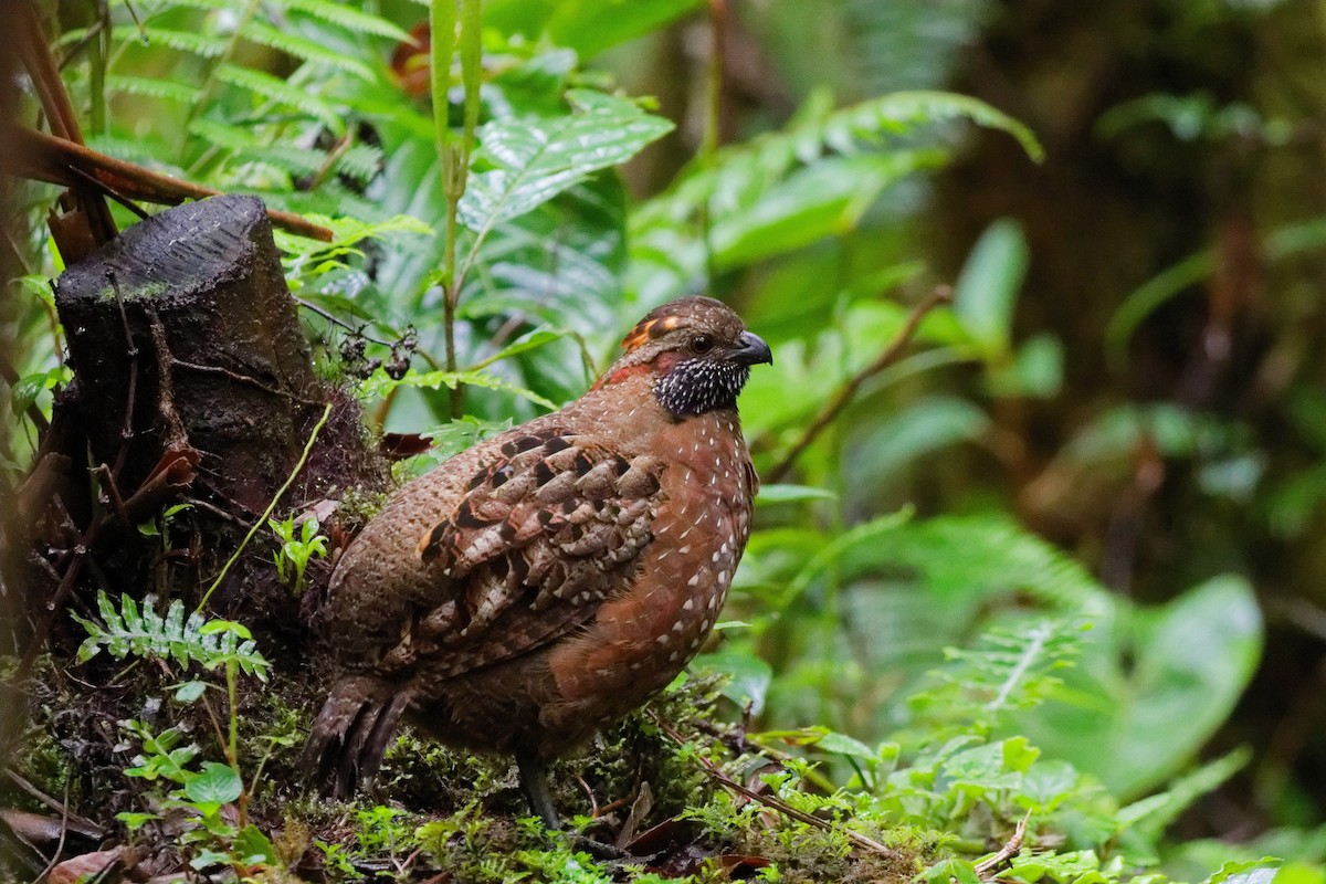 Токро чубатий - ML644791149