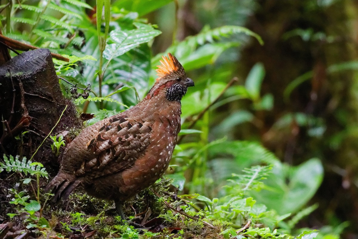 Токро чубатий - ML644791150