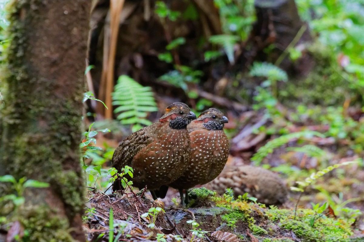 Токро чубатий - ML644791151