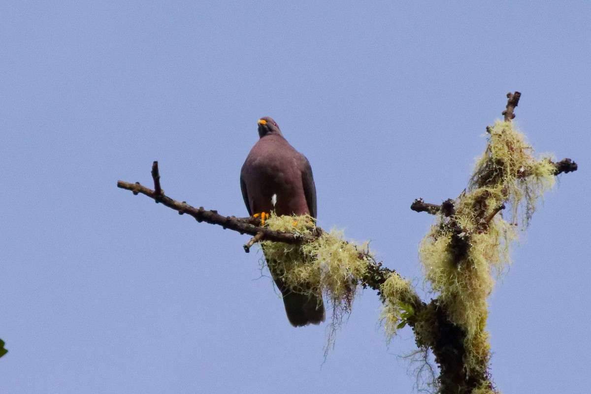 Голуб каліфорнійський - ML644791153