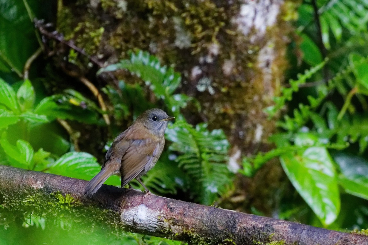 Дрізд-короткодзьоб сіроголовий - ML644791156