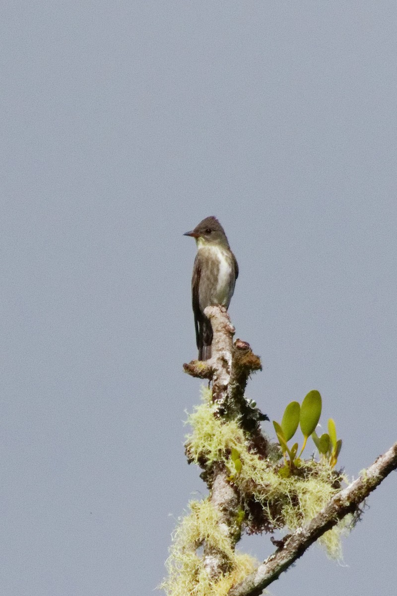 Піві північний - ML644791158