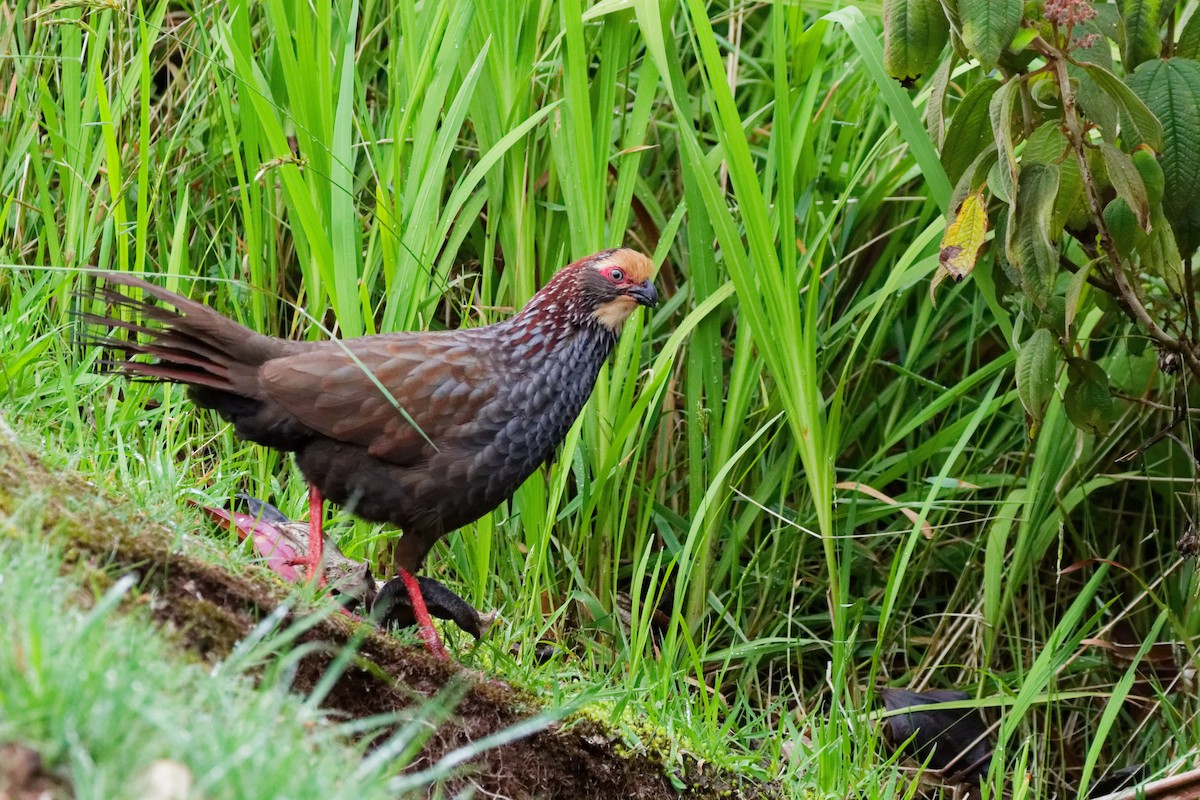 Перепелиця білолоба - ML644791162