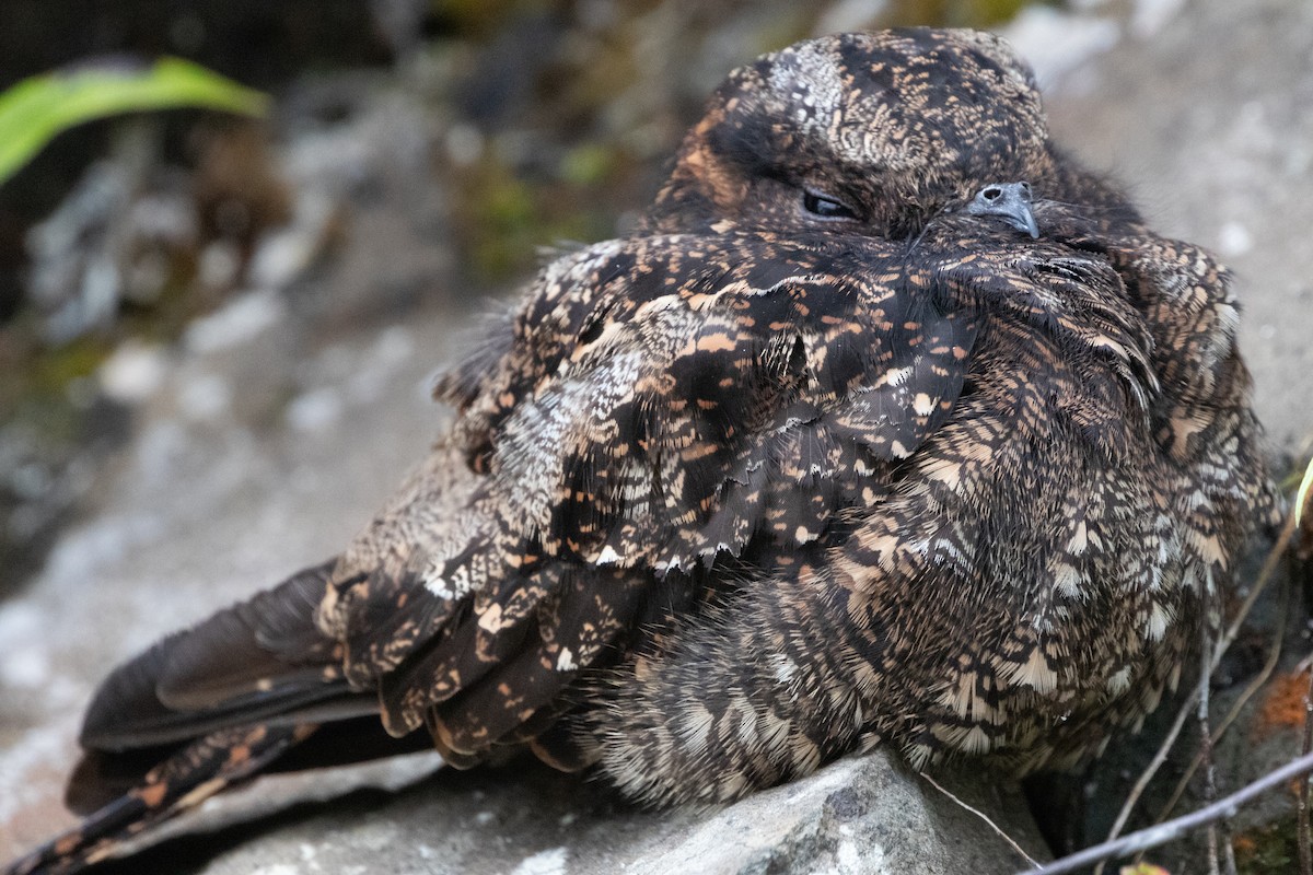 Lyre-tailed Nightjar - ML644791167