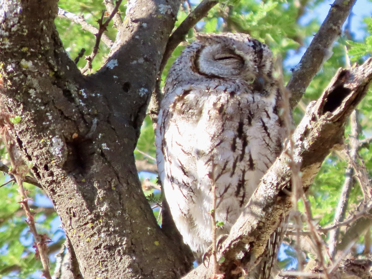 African Scops-Owl - ML644791174
