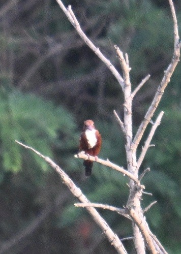 White-throated Kingfisher - ML644791175