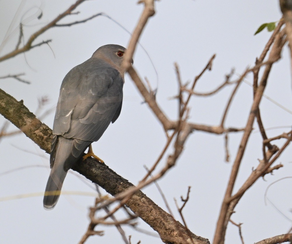 Shikra - ML644791177