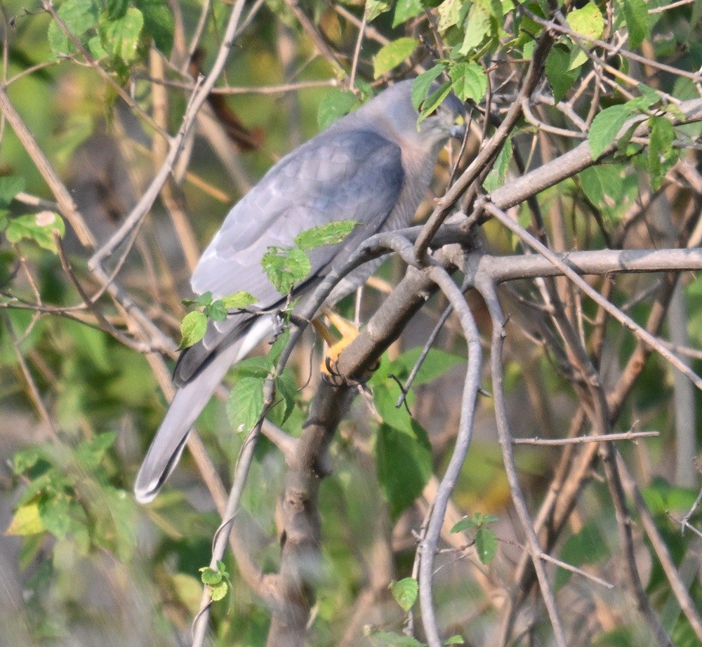 Shikra - ML644791178