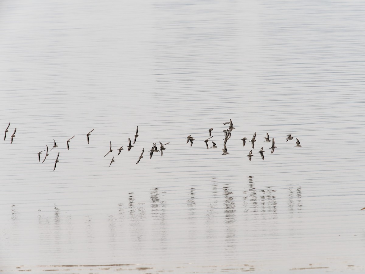 Kentish Plover - ML644791180