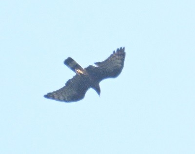 Oriental Honey-buzzard - ML644791181