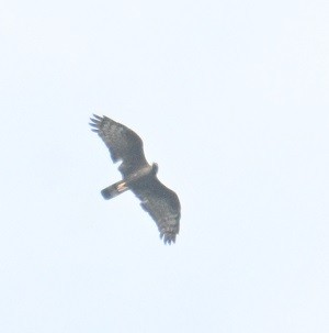 Oriental Honey-buzzard - ML644791183