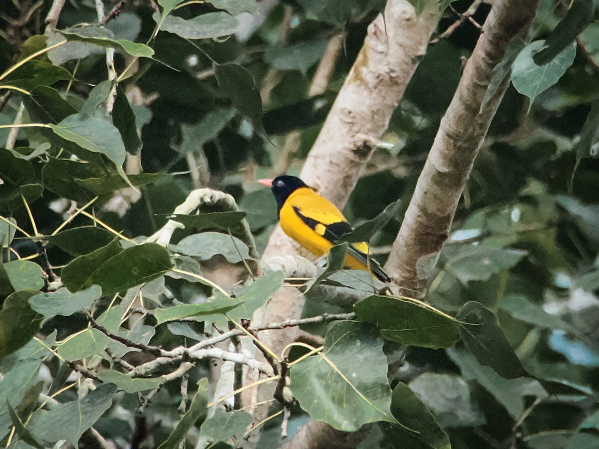 Black-hooded Oriole - ML644791184