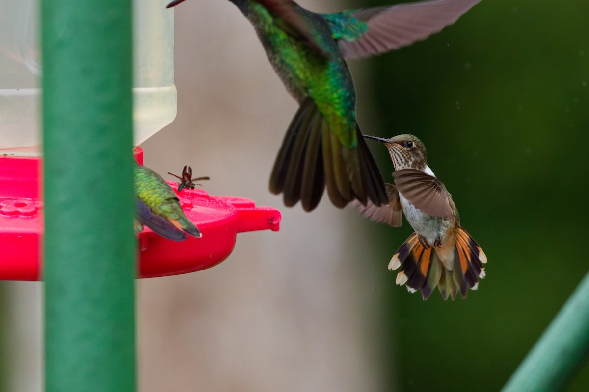 Volcano Hummingbird - ML644791185