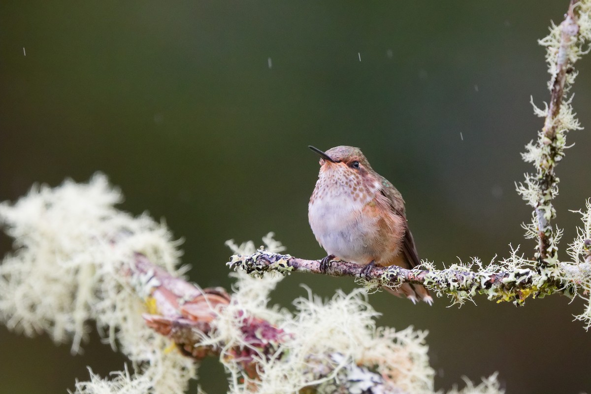 Volcano Hummingbird - ML644791186