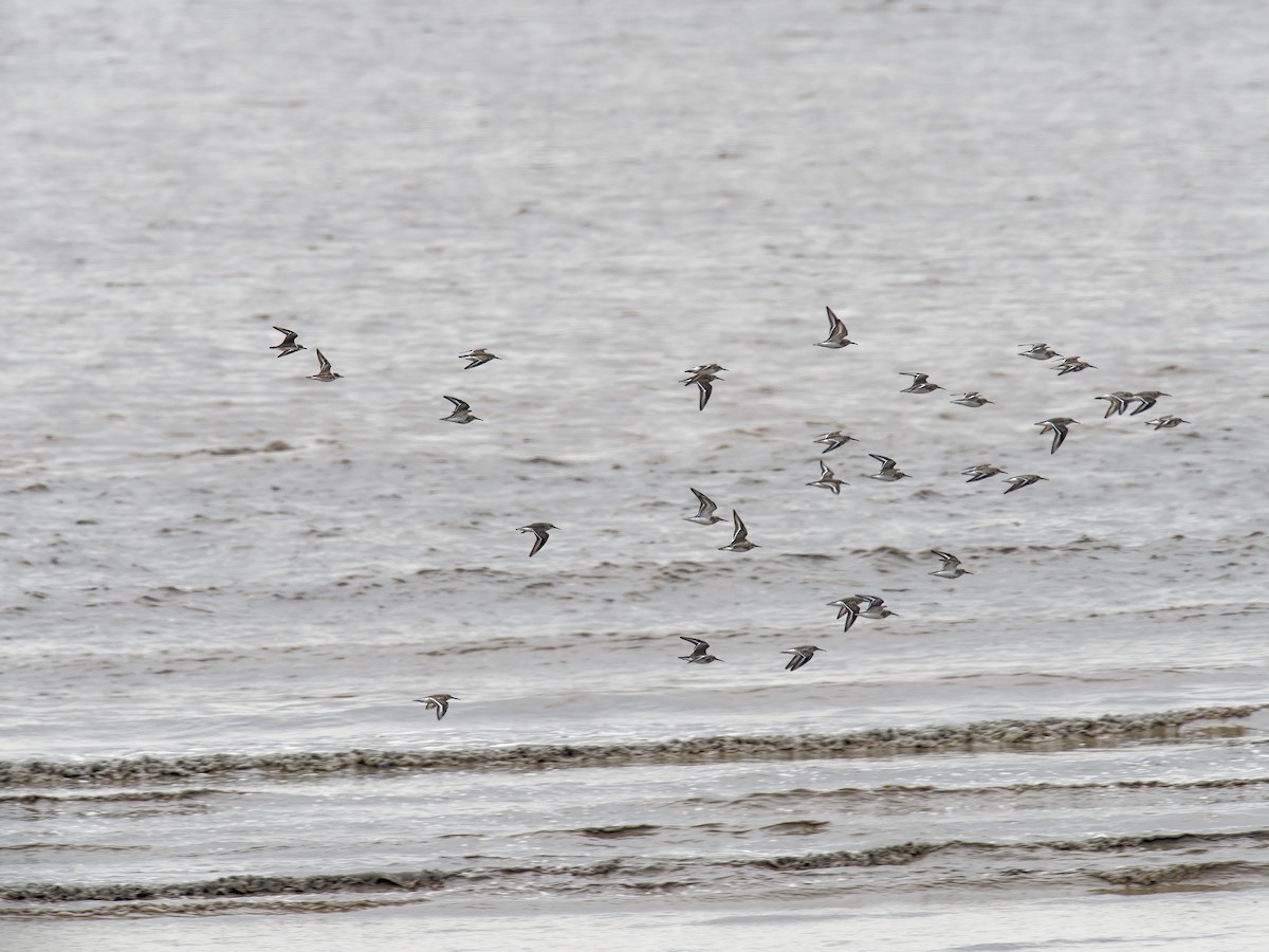 Dunlin - ML644791188