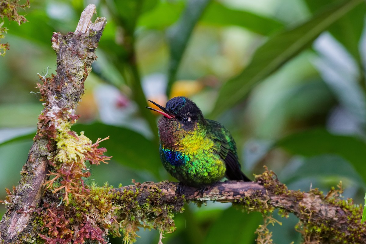 Fiery-throated Hummingbird - ML644791190