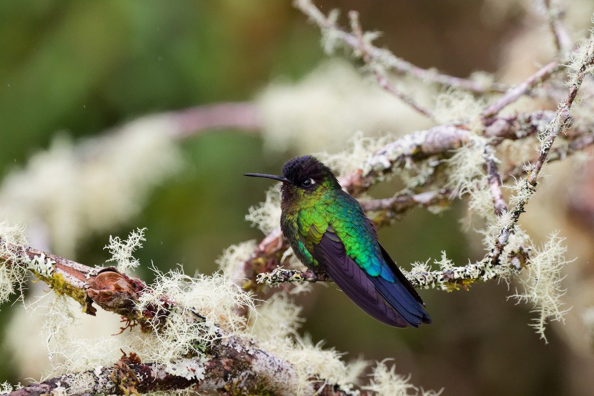 Fiery-throated Hummingbird - ML644791191