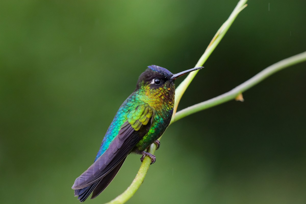 Fiery-throated Hummingbird - ML644791192