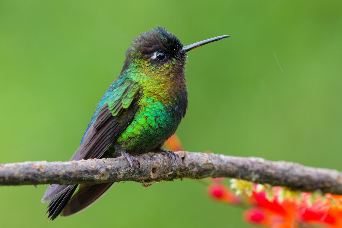 Fiery-throated Hummingbird - ML644791193