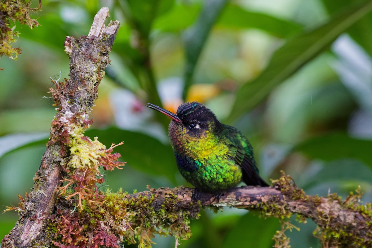 Fiery-throated Hummingbird - ML644791194