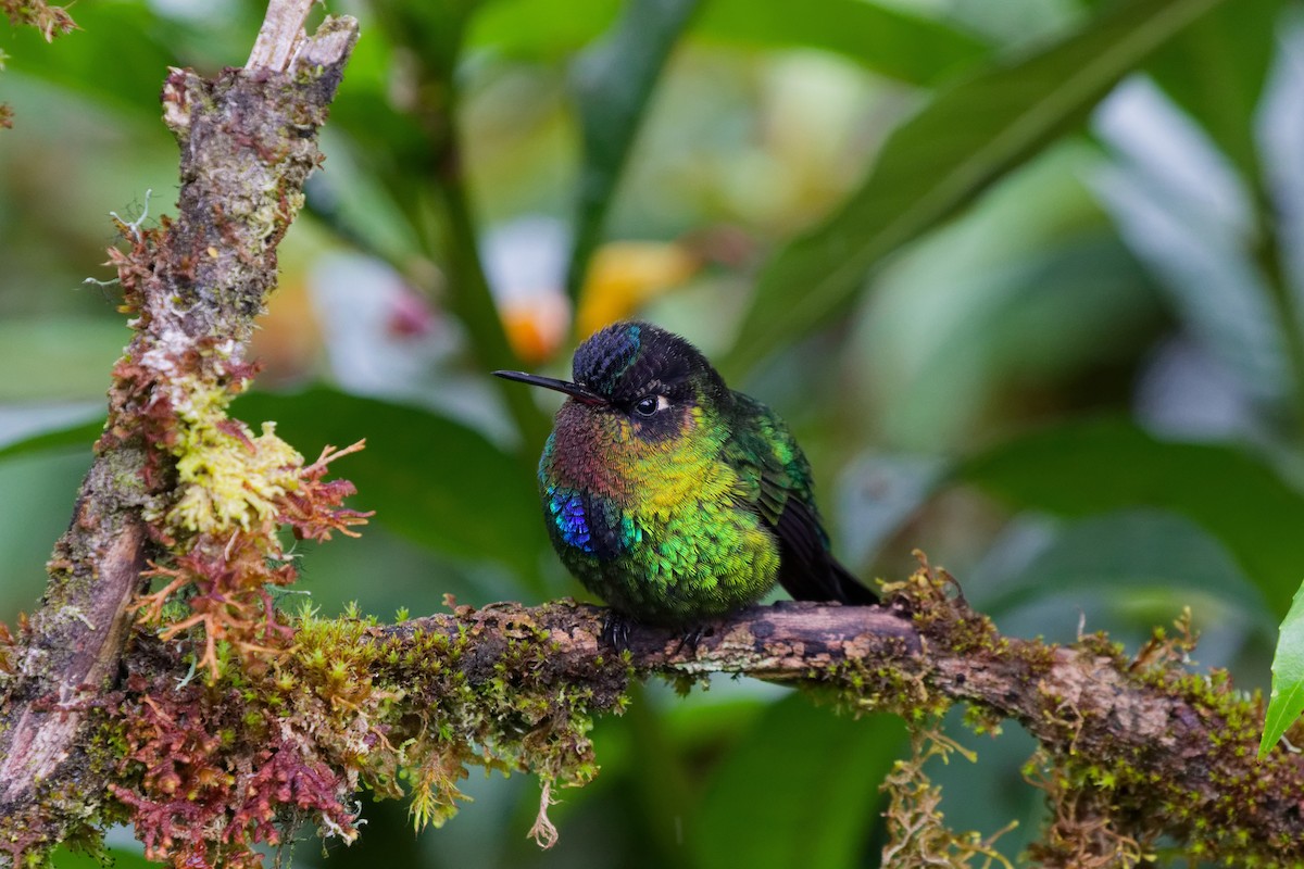 Fiery-throated Hummingbird - ML644791195