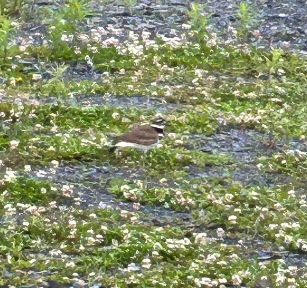 Killdeer - ML644791196