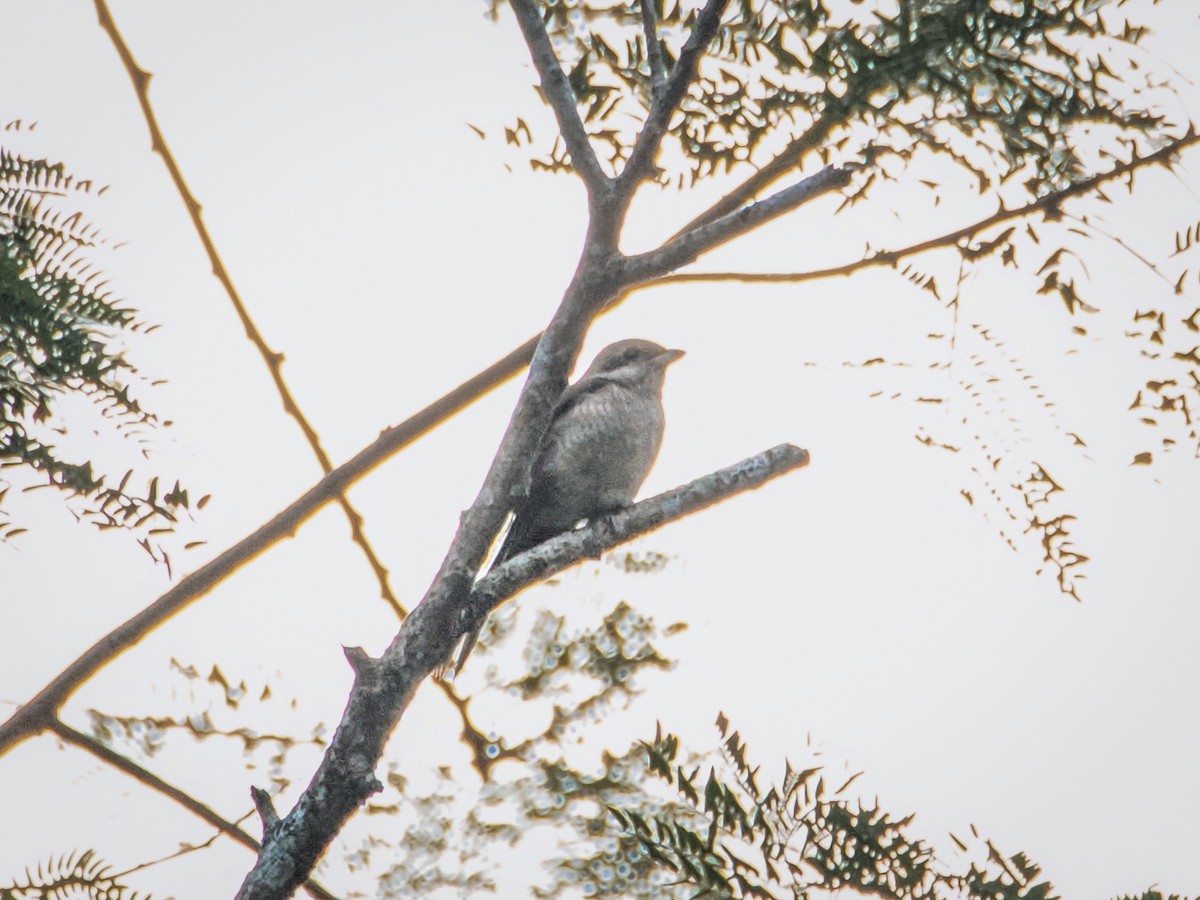 Brown Shrike - ML644791199