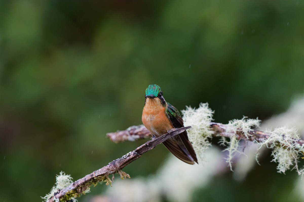 White-throated Mountain-gem - ML644791200