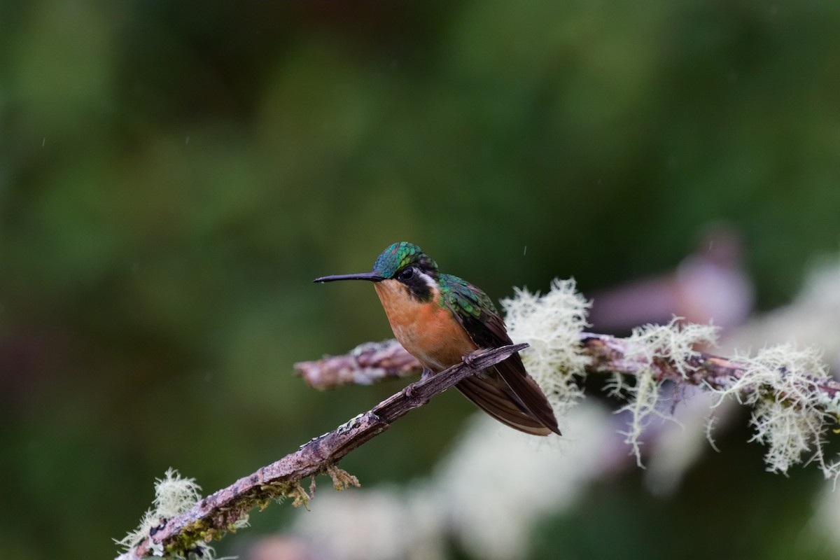 White-throated Mountain-gem - ML644791201
