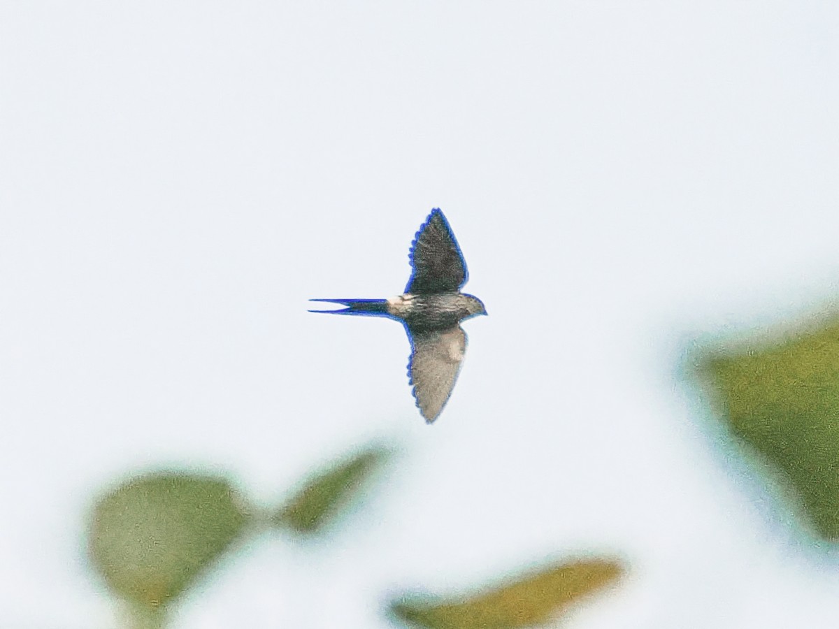 Eastern Red-rumped Swallow - ML644791202