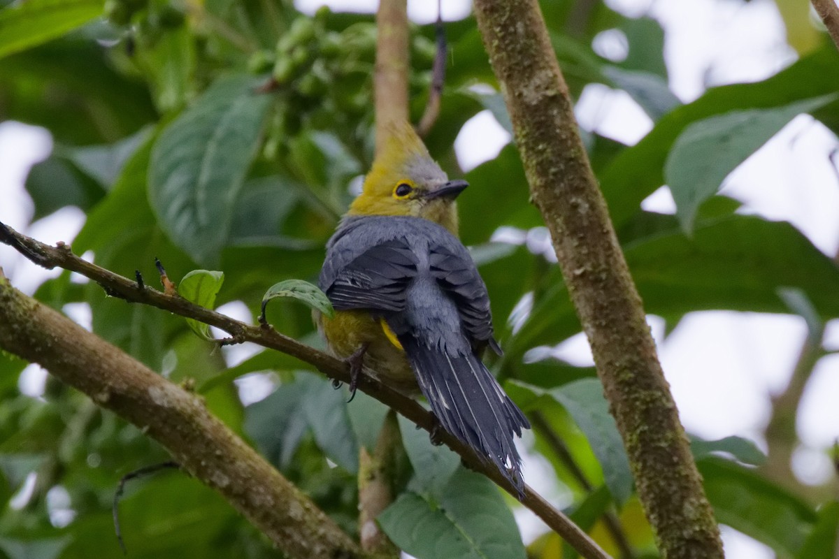 Long-tailed Silky-flycatcher - ML644791203
