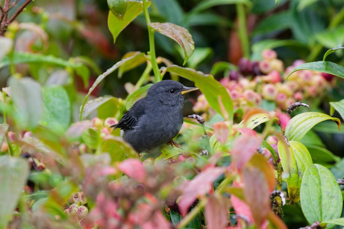 Peg-billed Finch - ML644791207