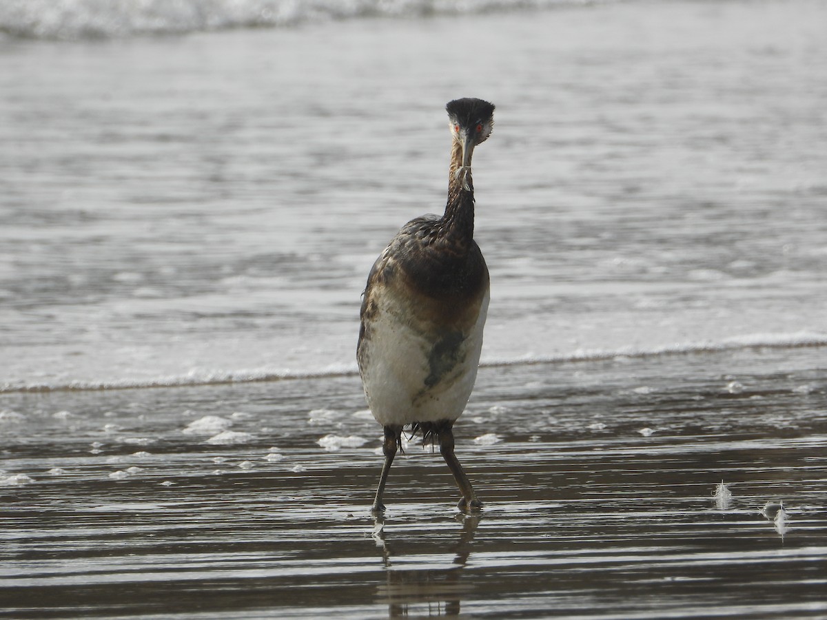 potápka západní - ML644791212